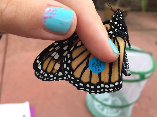 Girl holding tagged butterfly