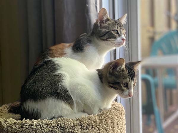 Picture of two kittens sitting beside each other. 