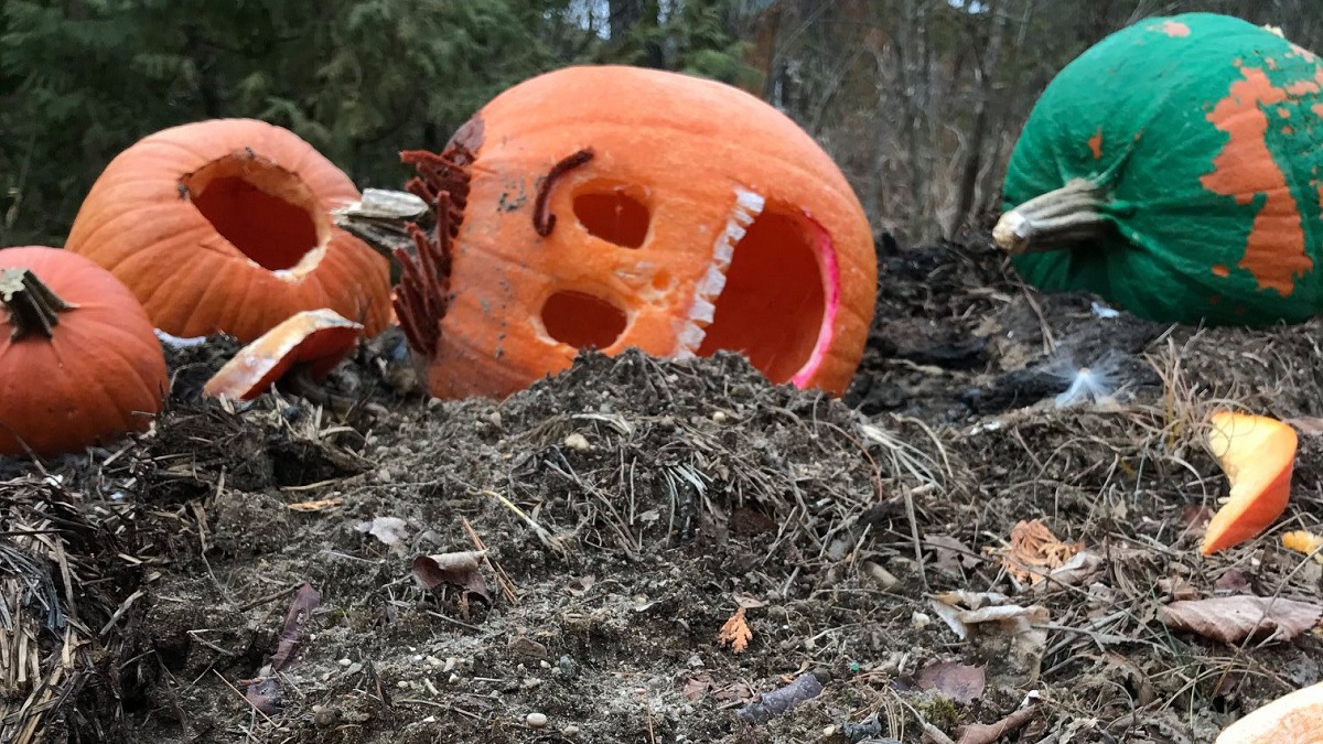 Jack-o’-lanterns in a pile of dirt for decomposition