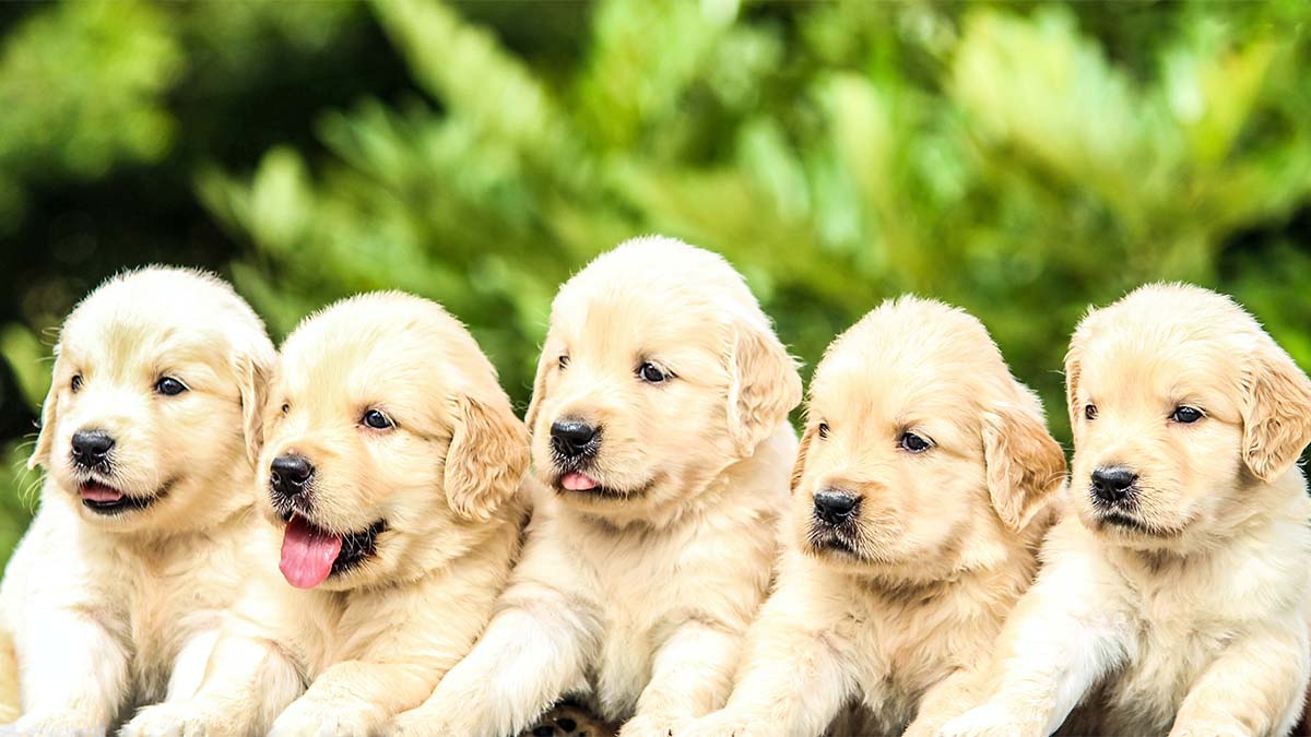 Photo of five yellow Labrador puppies.