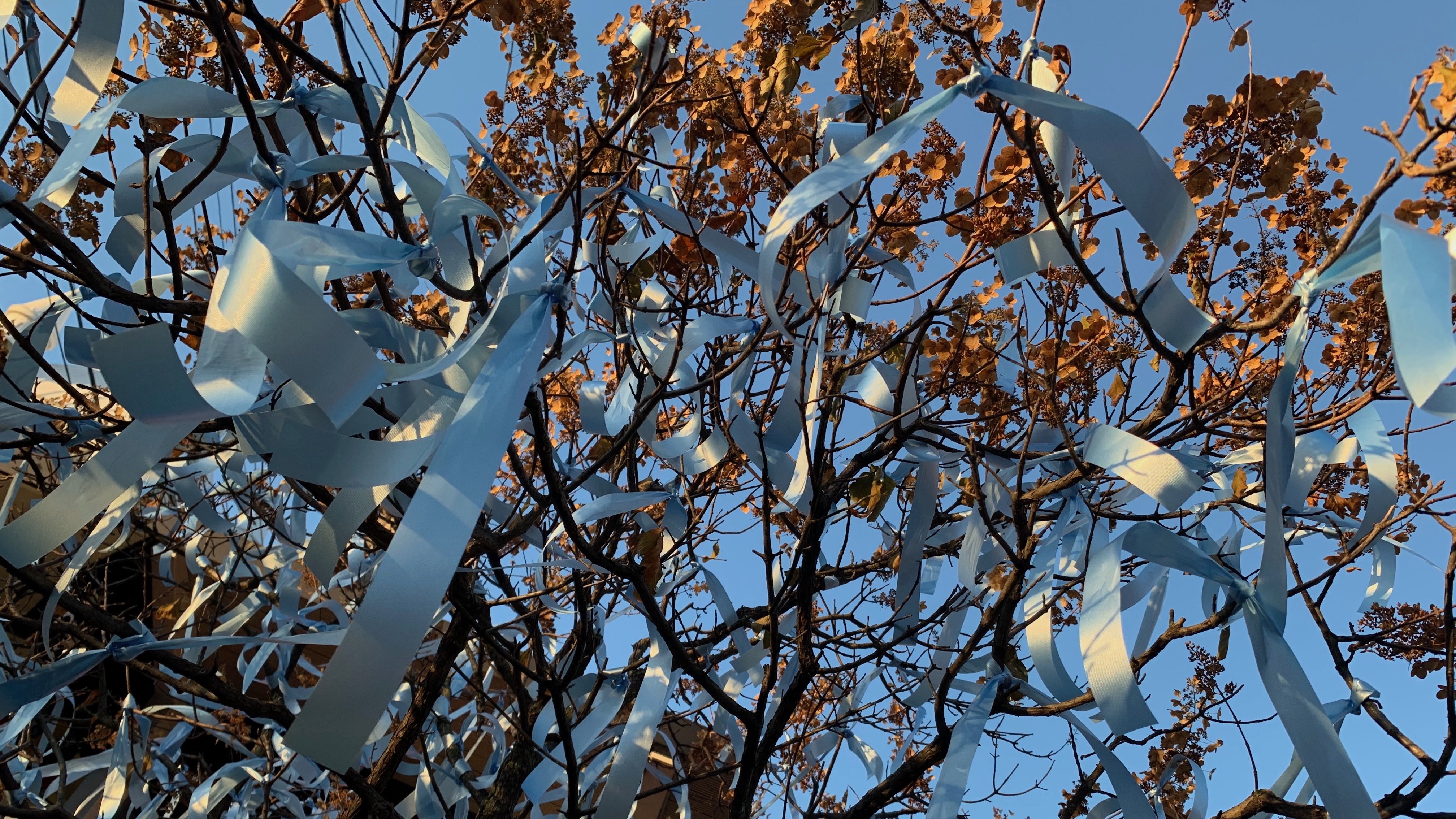 Blue ribbons tied on tree branches. Looking through the tree branches to the sky.