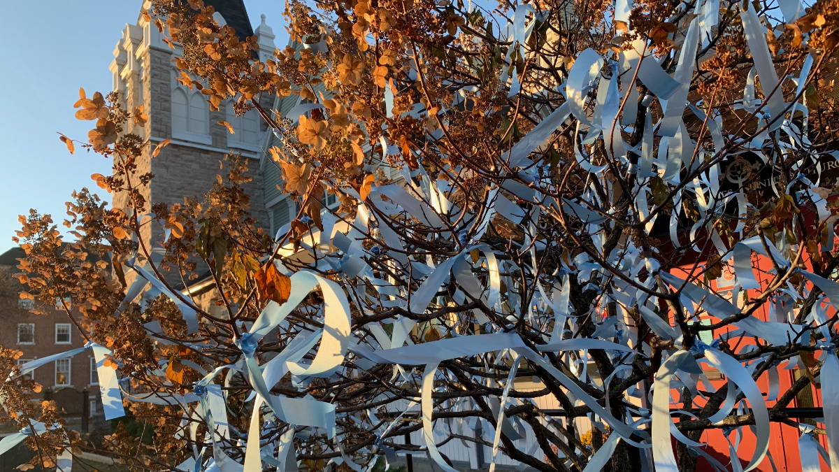 Blue ribbons tied to a tree in the sun.