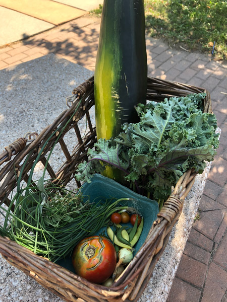 A basket of food with fresh greens and tomatoes on pavement under the shade of a tree in the summer sun. 