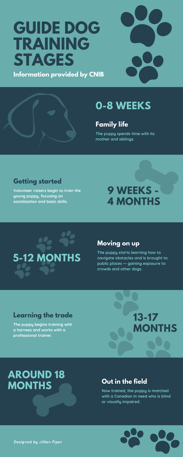 An infographic details guide dog training stages with information provided by CNIB. From zero to eight weeks old, the puppy spends time with its family. From nine weeks to four months, the puppy begins basic training with socialization. From five to 12 months, the puppy learns how to navigate obstacles and trains in public. By 13 to 17 months, the puppy is matched with a professional trainer who uses a harness. Starting at around 18 months, the puppy is matched with an eligible Canadian in need who is blind or visually impaired.