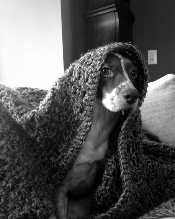 Brittany Spaniel named Boots is playing under a blanket. 