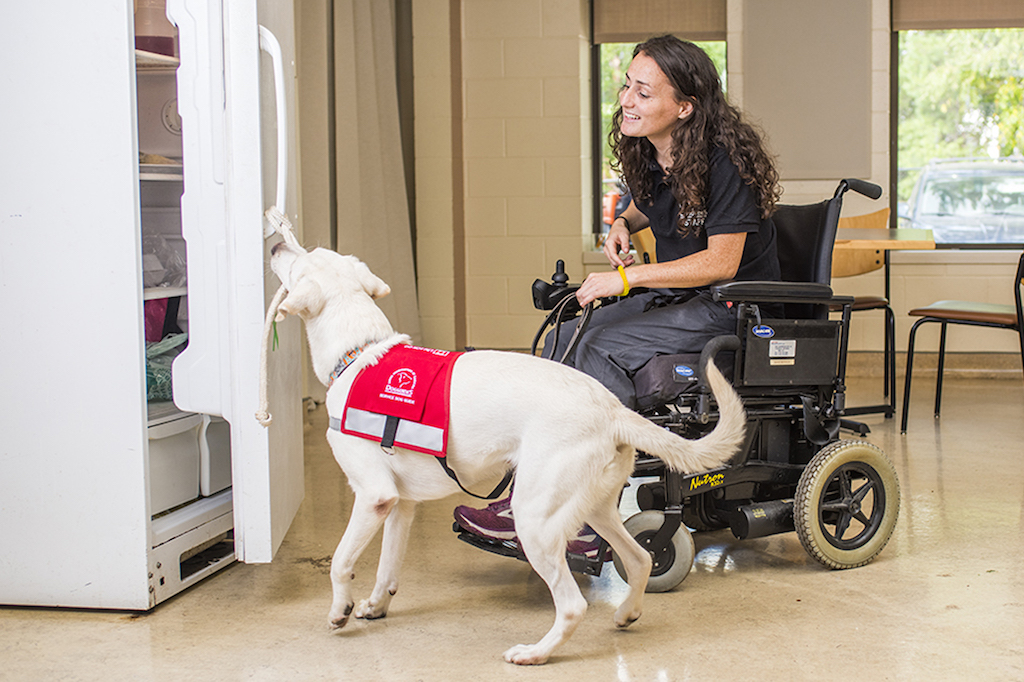 A woman in a wheelchair holds the leash of her dog guide as the dog opens a fridge door for her with its mouth.