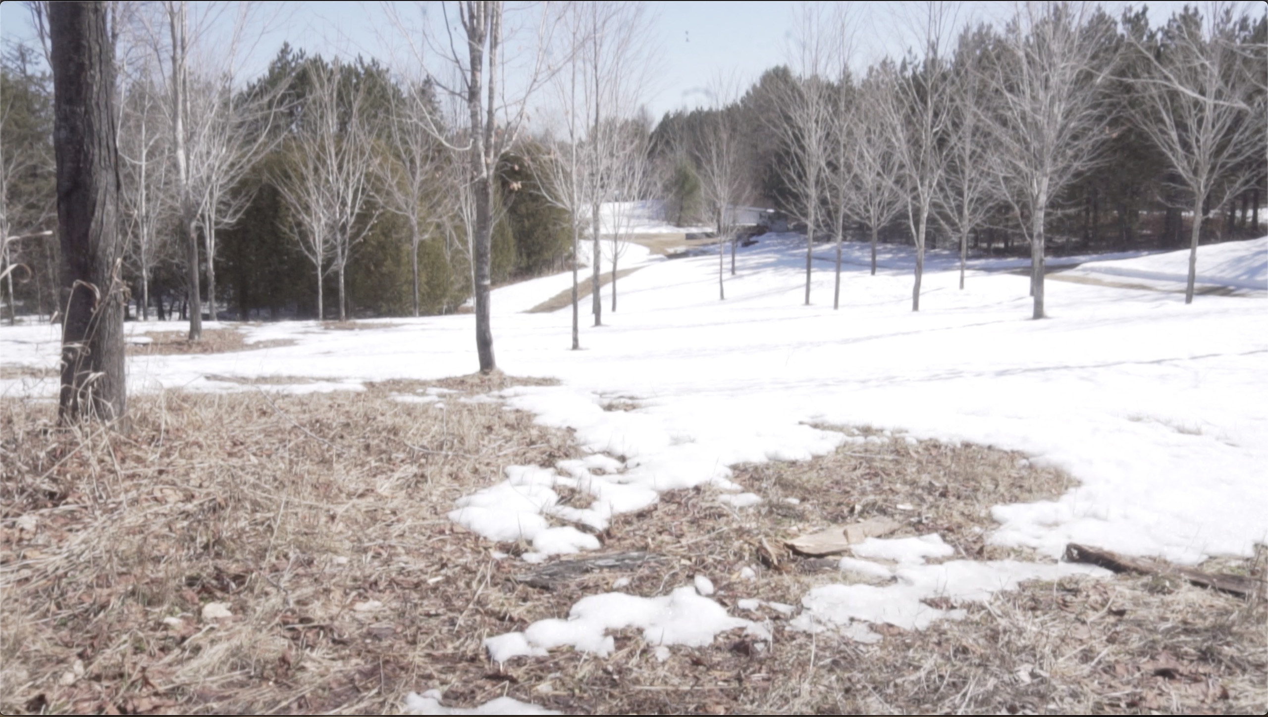 Maple trees in a plantation.