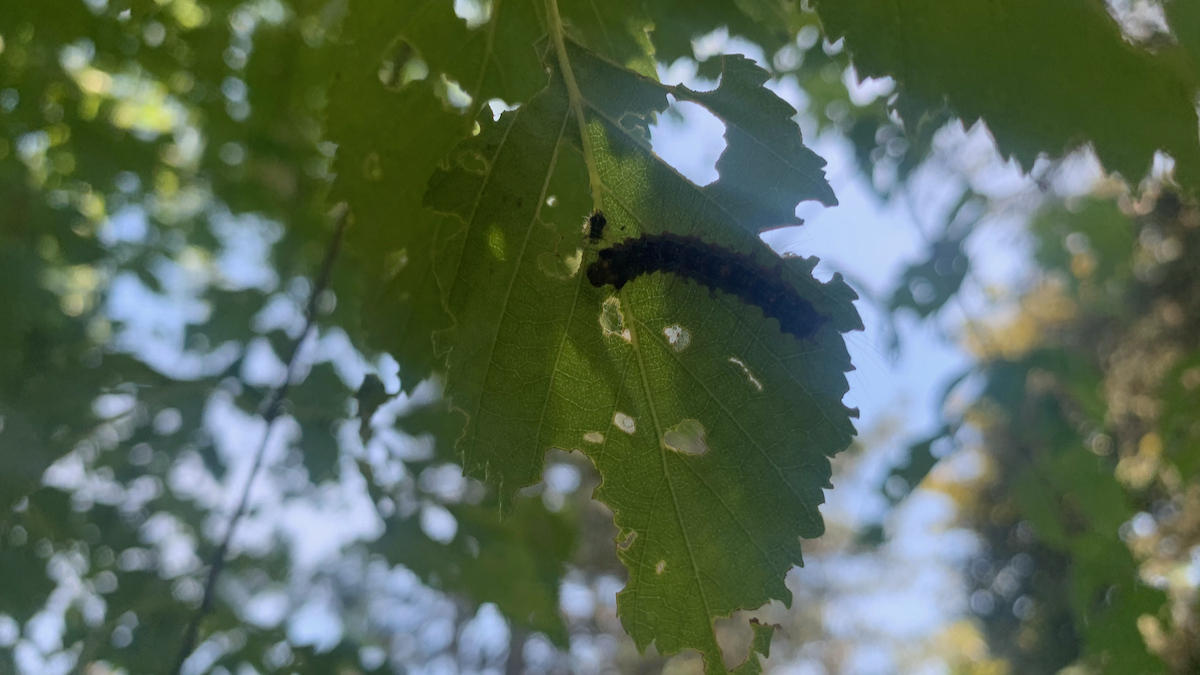 Caterpillars cause threat to Ontario trees