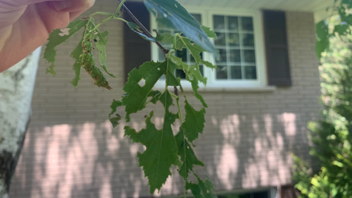 Very hungry caterpillars ravage the capital region’s trees