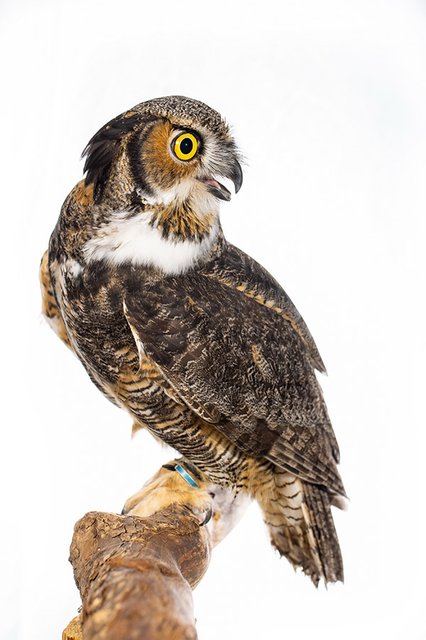 A Great Horned Owl (one of the exhibit's owls) stands on a wooden perch with bright yellow eyes and an open beak.