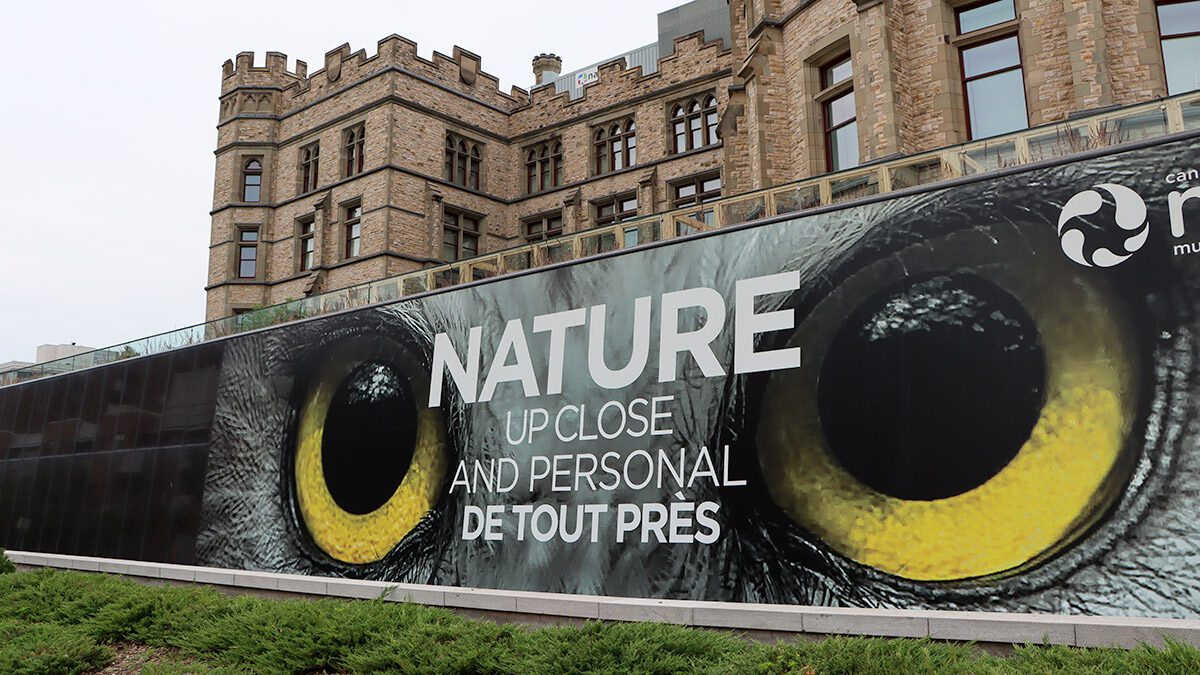 It’s a real hoot: Live owls coming to Museum of Nature in new outdoor exhibit
