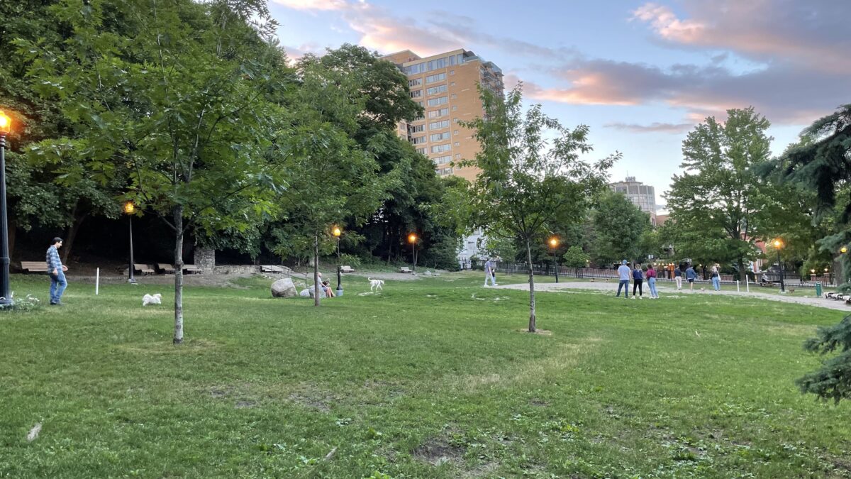 Canine concerns: Montreal dog trainers worry about pandemic pups as city opens up