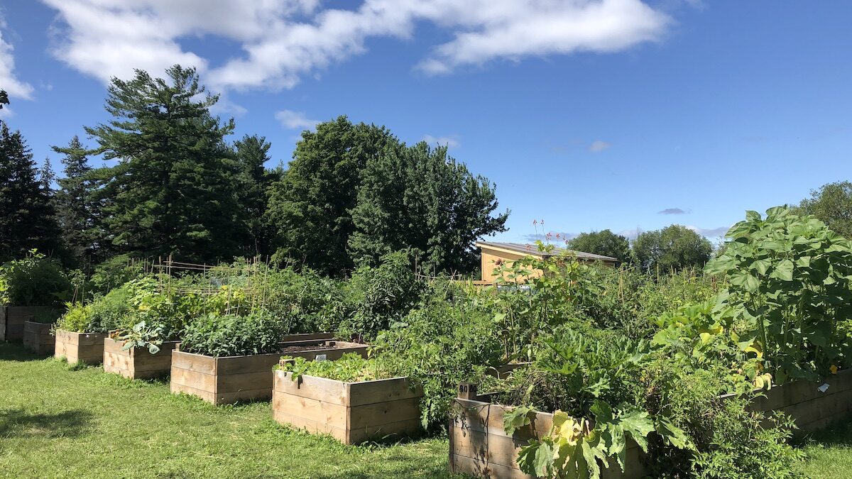 Growing concern: Second community garden opens on NCC land in bid to battle  food insecurity in Hintonburg-Mechanicsville area - Capital Current