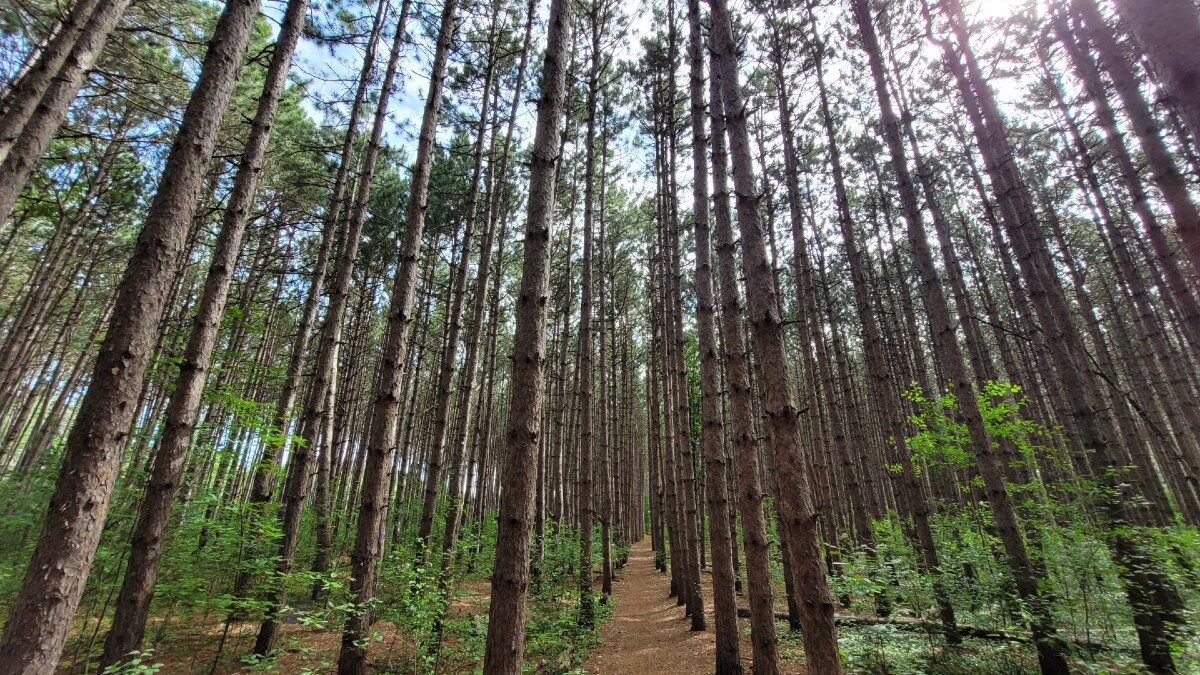 Local residents rally to protect Hunt Club Forest from development