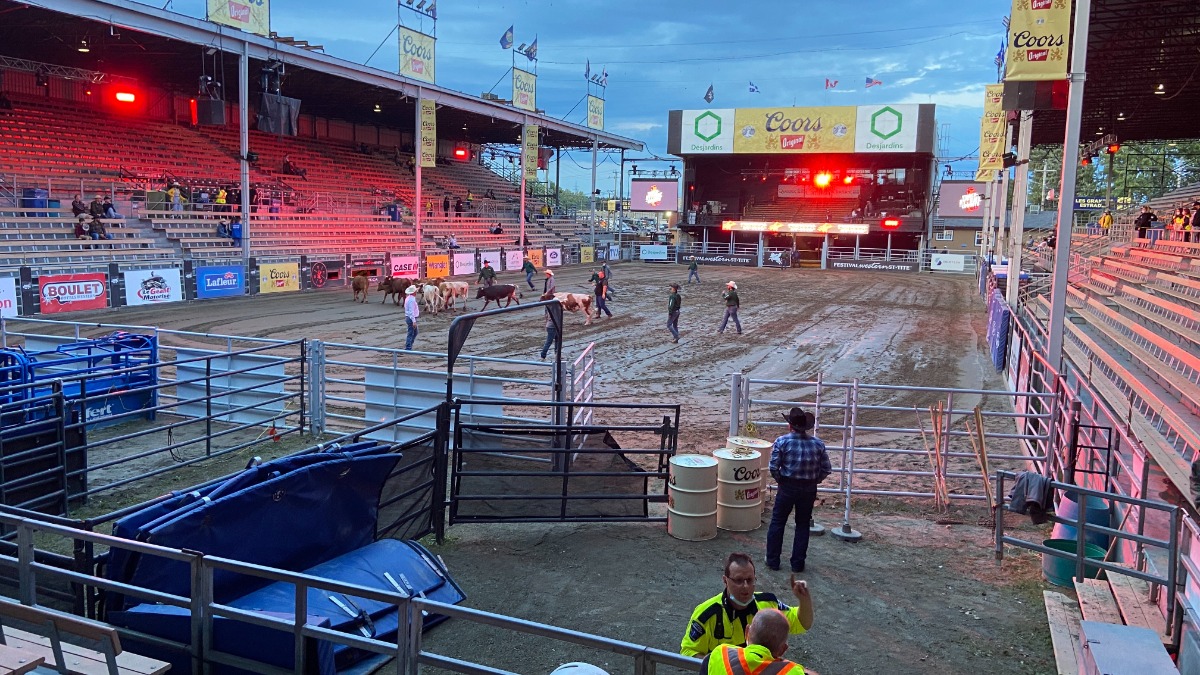 Staff herd bulls into the grandstand just hours before an evening rodeo begins.