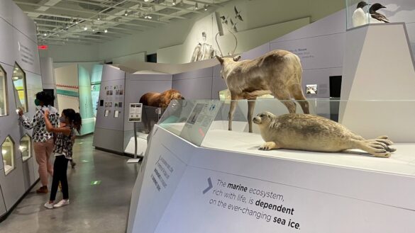 Two people visiting the arctic gallery at the Canadian Museum of History.
