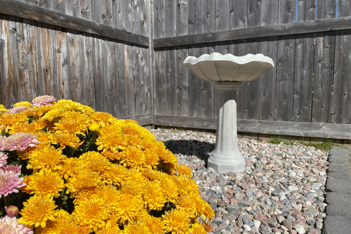 Yellow and pink flowers with a bird bath in the background. 