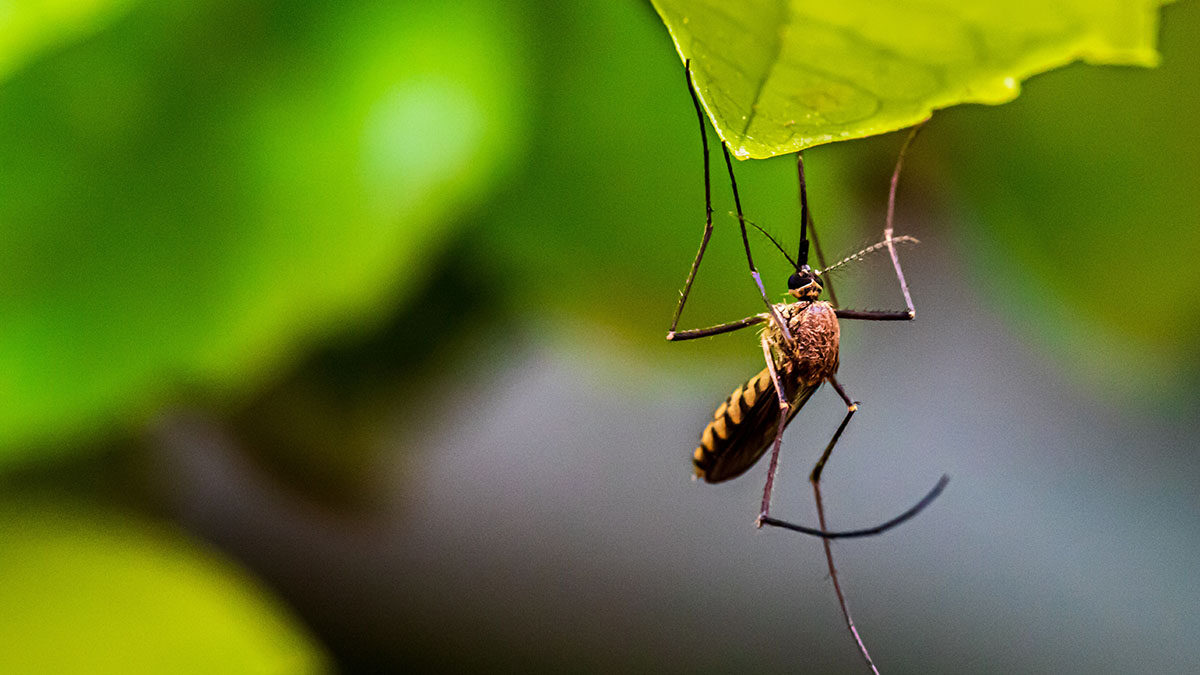 Ottawa Public Health warns residents about West Nile virus after mosquito tests positive