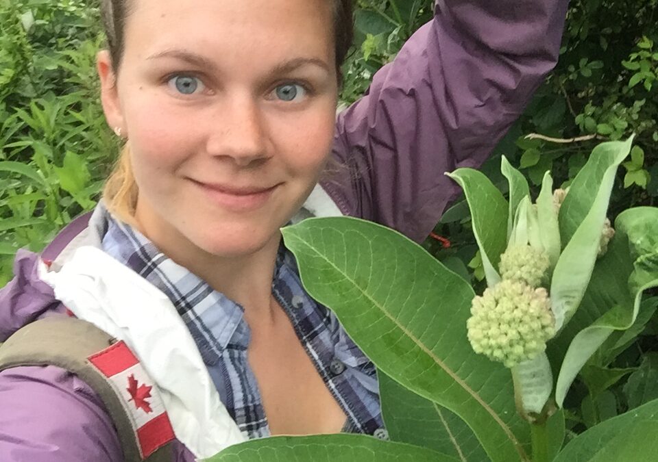 Monitoring monarchs: New technique may contribute to conserving key breeding grounds in southern Ontario