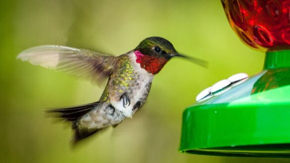 A hummingbird feeds from a plastic nectar feeder. Its throat feathers are a deep red.