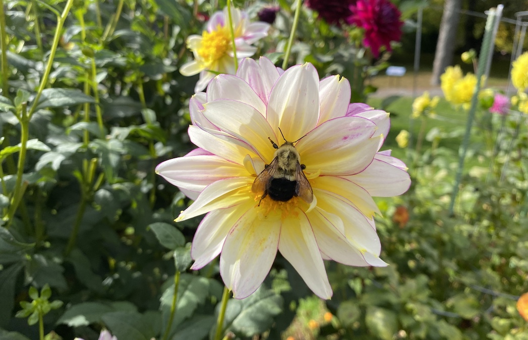 Bumblebee on a large pink and yellow flower.