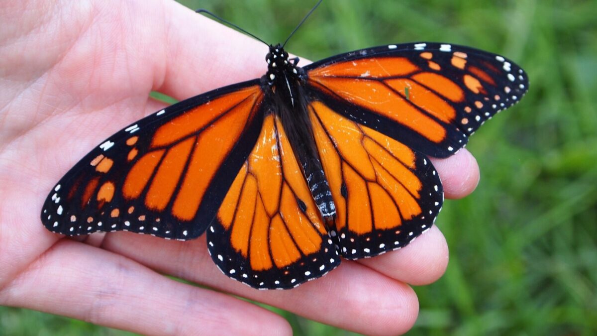 Image of a monarch butterfly resting on a person's opened hand. Open wings show its bright orange color, black lines, and white spots. 