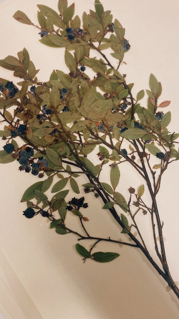 Dried blueberries lay on paper, flat blue dots against thin branches full of green leaves.