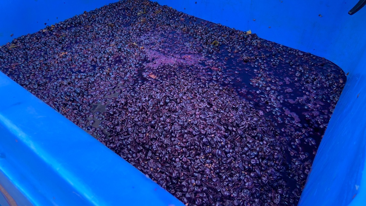 The grapes have only been harvested for four days when the photo was taken. [Jonathan Got © 2021]