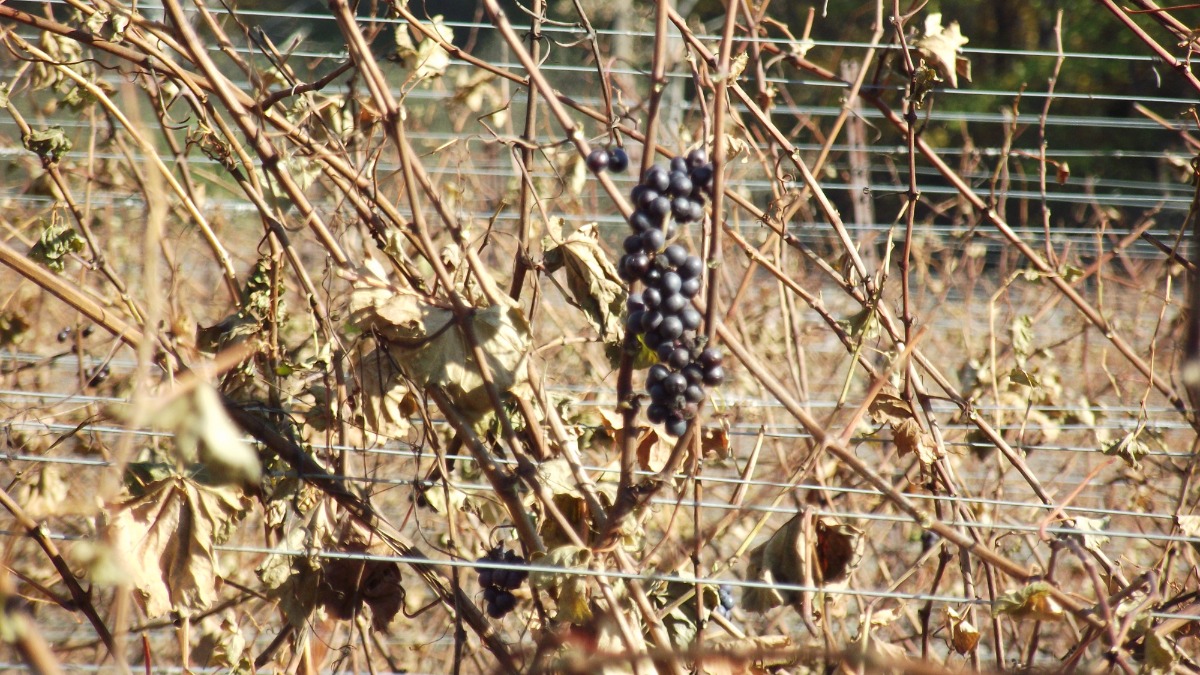 Grapes left behind after harvest, wineries only pick and use grapes that meet their standard. [Jonathan Got © 2021]