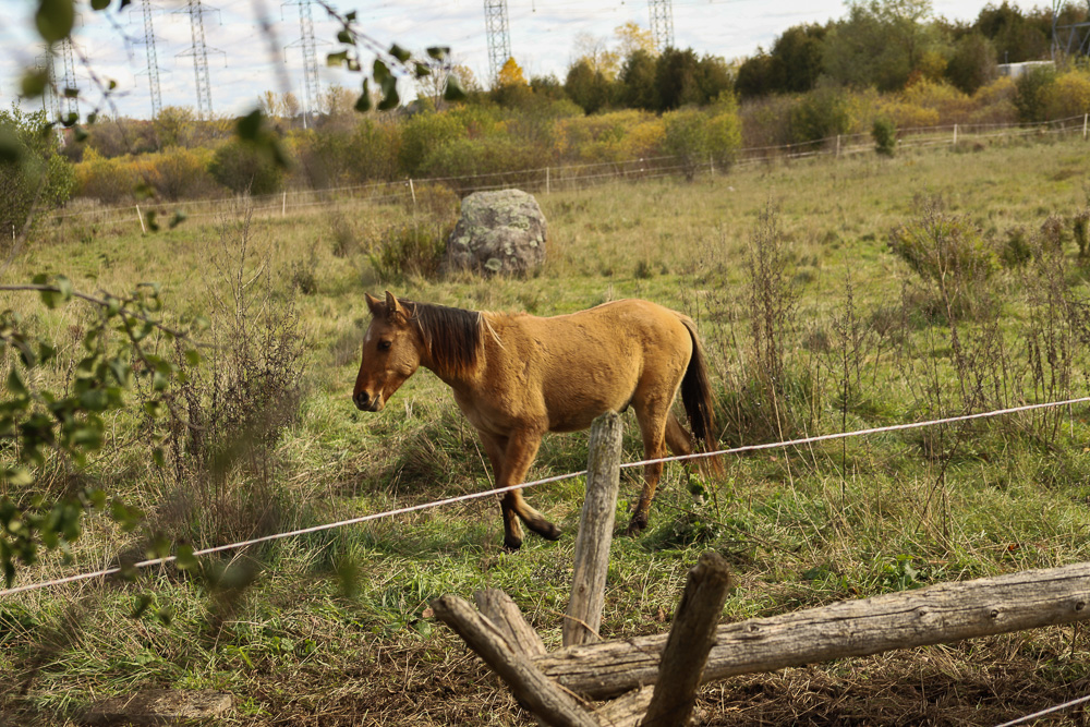 One of the spirit horses, Eagle (Migzi), trots through the grass of his paddock. Eagle is a brownish-yellow colour with a brown mane and tail, and a white spot on his forehead. 