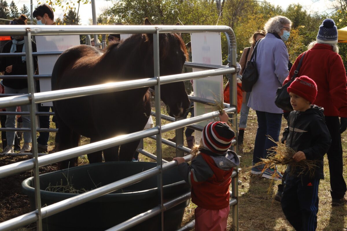 Two young children feed one of the spirit horses,Black Bear (Makwa), some hay through the metal fence of the horse paddock. 