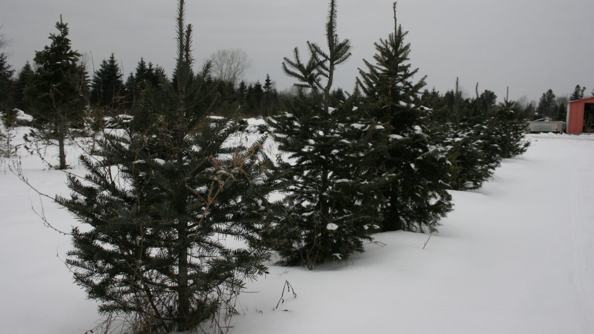 Growing business: Ottawa-area farms experienced surge in demand for Christmas trees this year