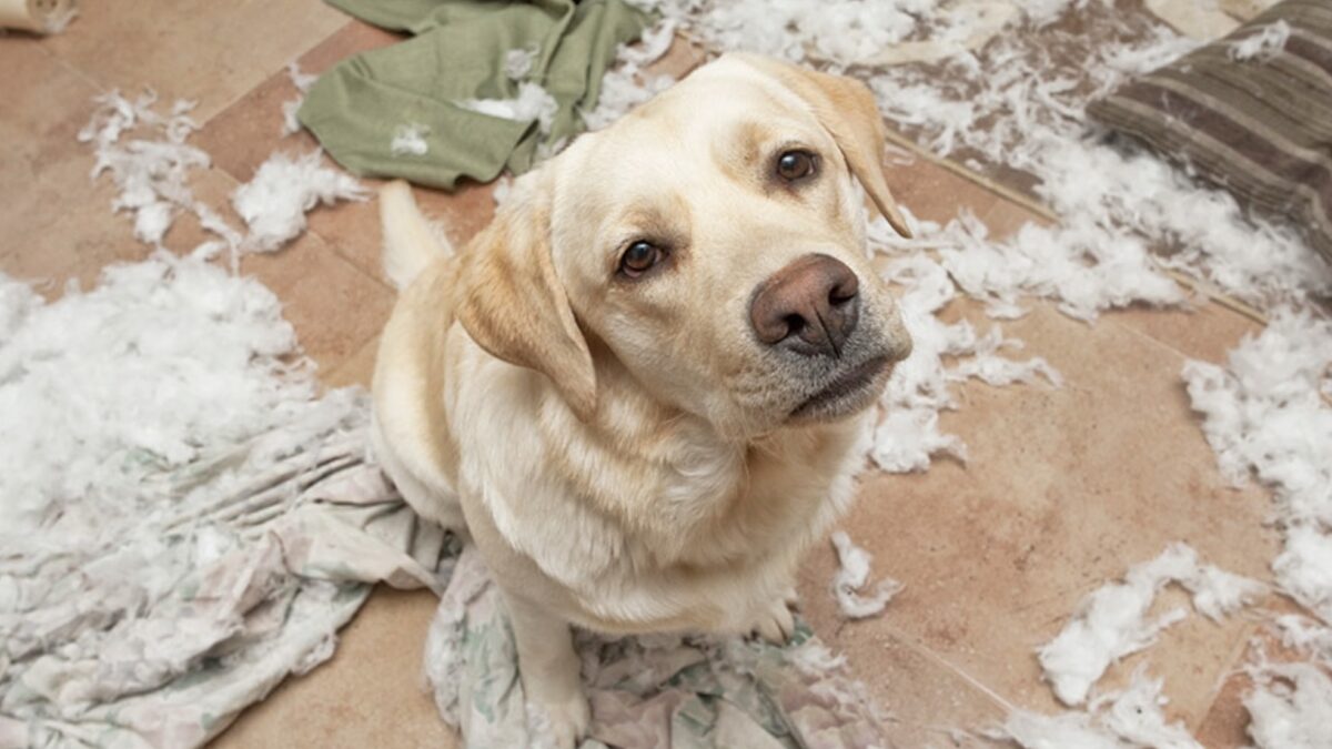 Pandemic pet craze taking toll on mental health of already over-stretched veterinarians