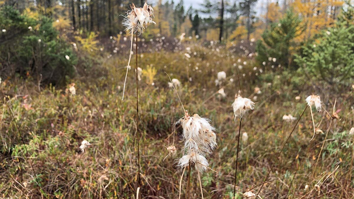 Protecting the peat: Conservationists have bought a bit of the threatened Alfred Bog