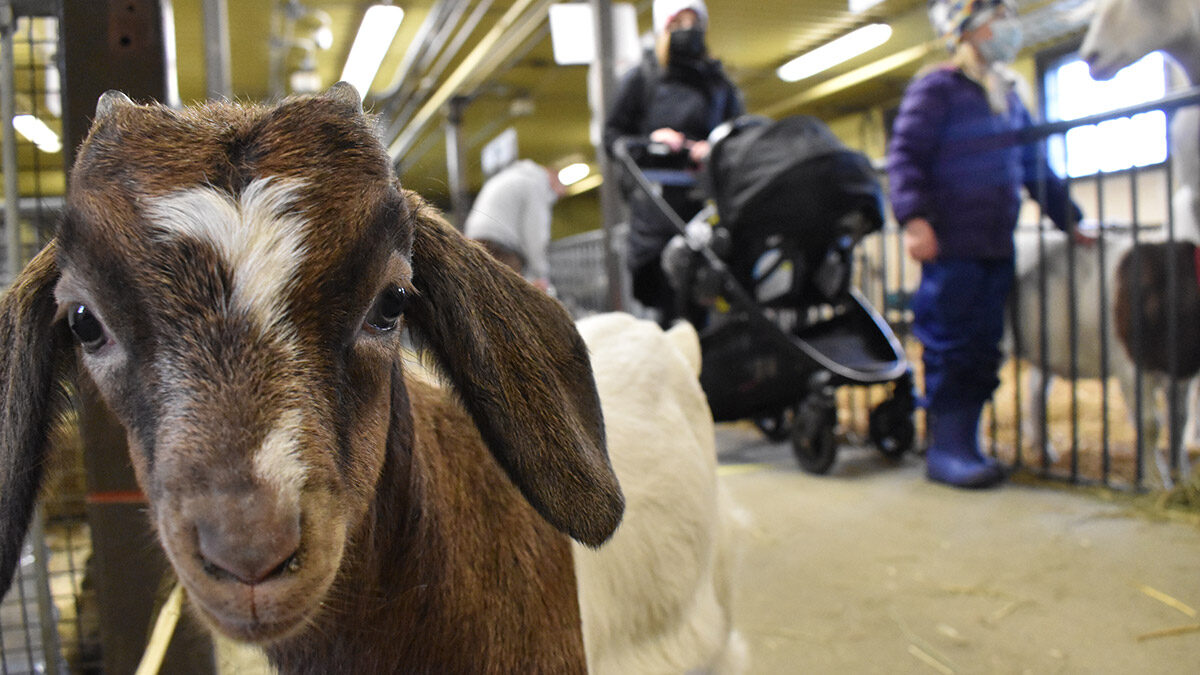 Agriculture museum staff prepare for crowds returning to popular Experimental Farm attraction