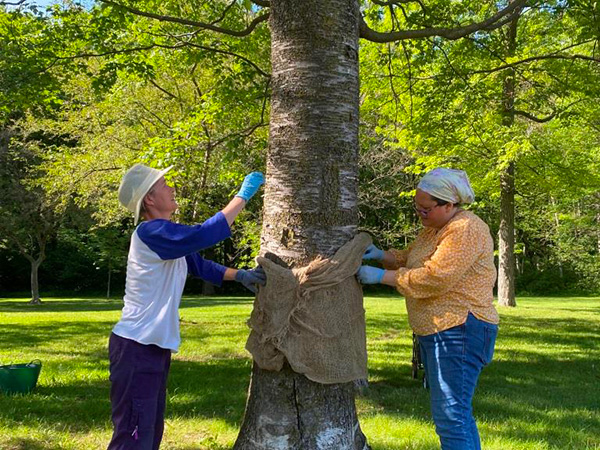 Two people stand on opposite sides of a tree wearing hats and blue, rubber gloves. They are picking caterpillars out of a piece of burlap material wrapped around the tree. 