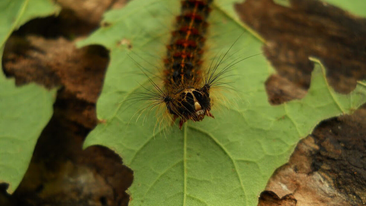 Picking off the pests: Ottawa braces for return of the spongy moth caterpillar