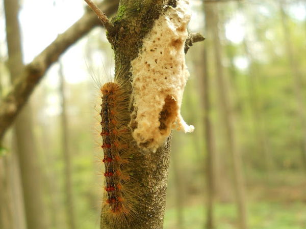 A hairy caterpillar with red spots crawls next to a beige, spongy egg mass on a tree. 