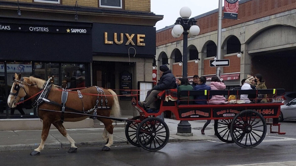 Quaint or cruel? Animal-rights activists want horse-drawn carriages around the world off the streets