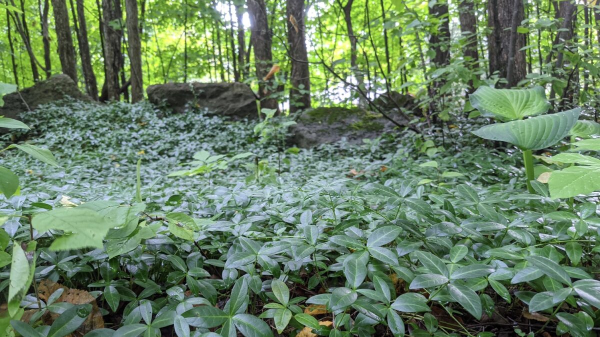 Push is on to ‘rewild’ Ottawa and promote native plants, greenspace protection