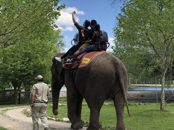 A captive elephant being used to give rides at a Canadian roadside entertainment venue in 2019.