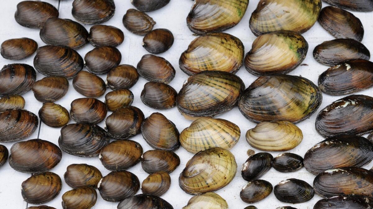 Ottawa Riverkeeper, museum scientists probe life-cycle link between lake sturgeon, endangered mussel