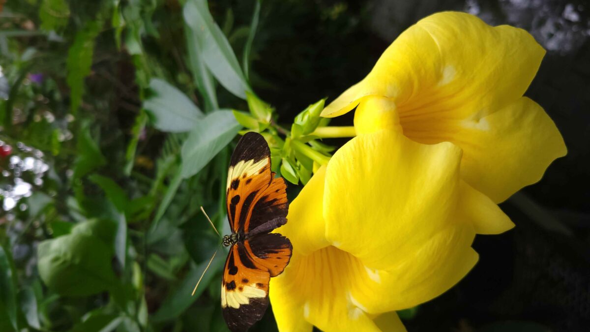 Carleton University’s annual butterfly show set to soar — in-person this year