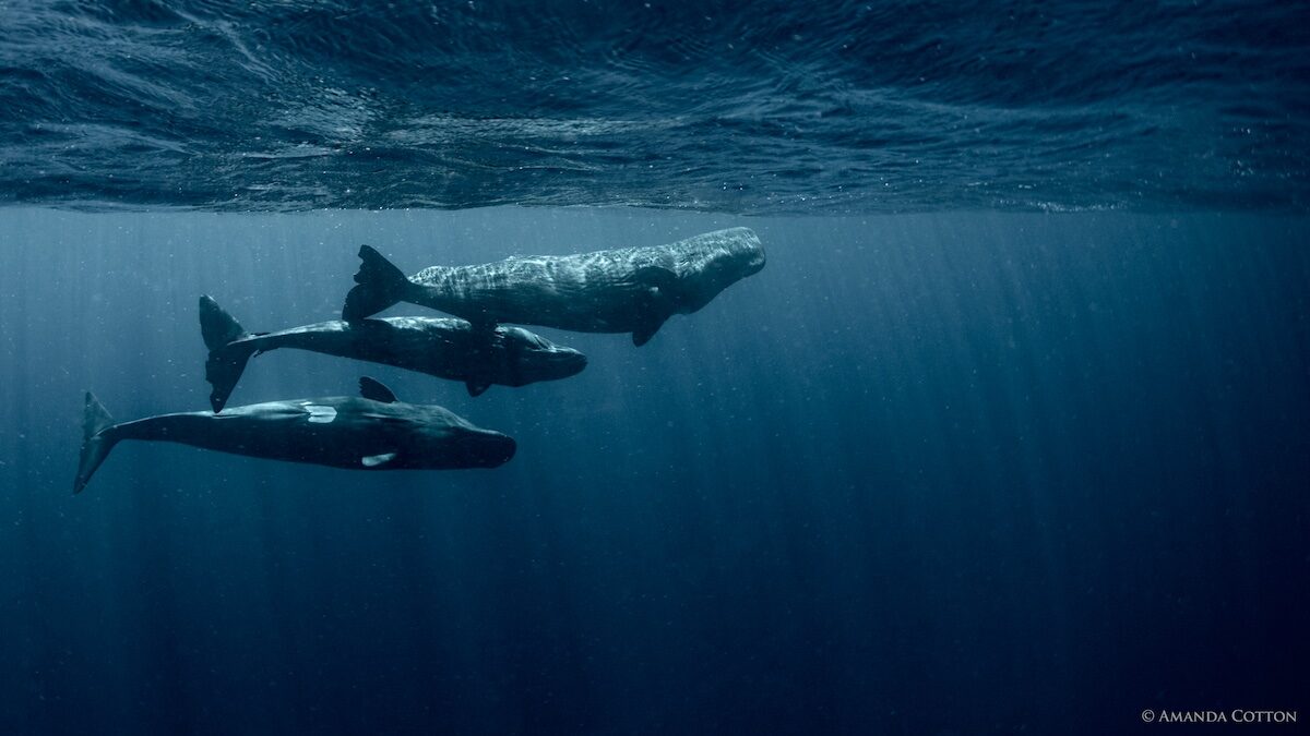 It’s all about the clicks: Carleton scientist shows how sperm whale dialects mirror human culture