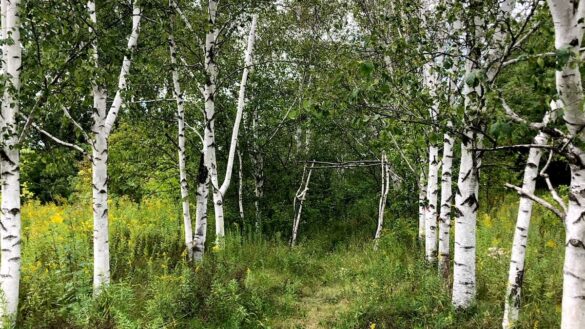 a birch forest with a path leading down the centre of it
