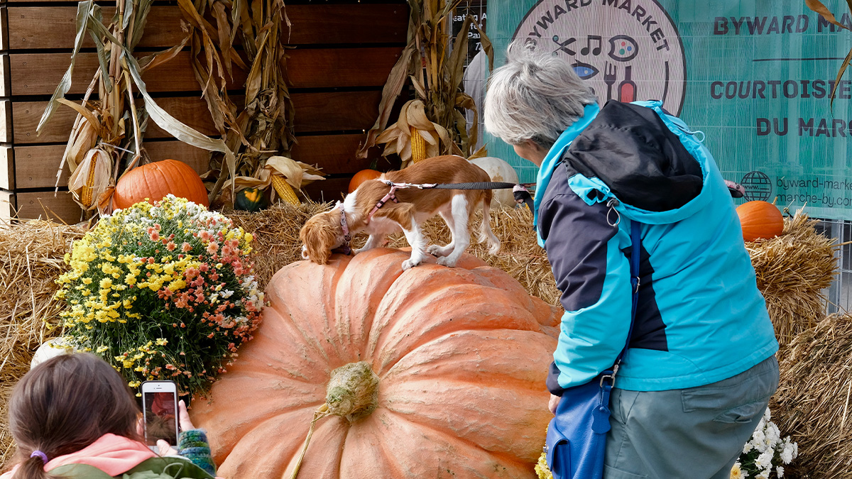 Two ladies pose and take pictures of a dog on a giant pumpkin.