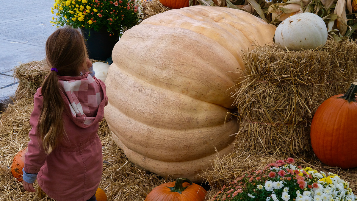Little girl in pink coat looks at giant pumpkin.