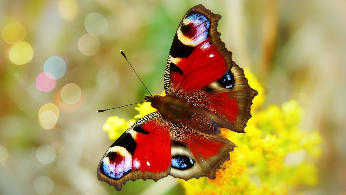 Carleton’s butterfly show is my worst nightmare — here’s why