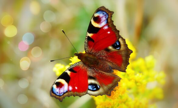 A red butterfly with purple details sits atop a yellow flower