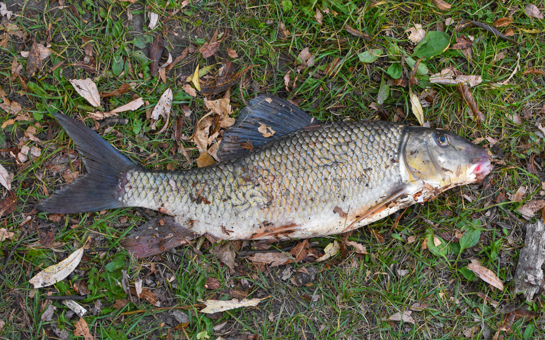 A dead fish lies on the grass